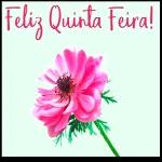 semana 