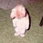 gatinho fofo