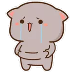 Bạn có thích mèo không?