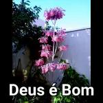 Aleluia