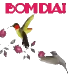 cacau 