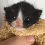 animais de estimação trazem felicidade 