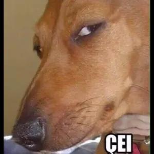 CEI  - getsticker.com