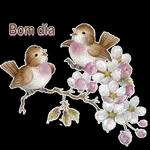 BOA TARDE