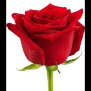 9F7fy4
