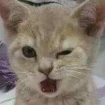 Gatos