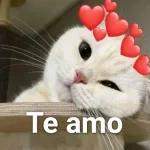 amo amo