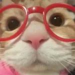 Adesivos animados favoritos