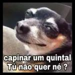 figurinhas 
