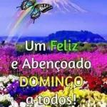 pacotes