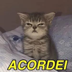 ACORDEI - getsticker.com