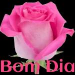 Bom dia flor