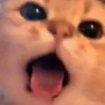 gatinho fofo