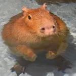 capivara