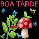 BOA TARDE 