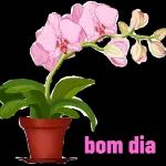 pacote