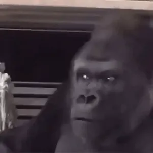 LFZWIX