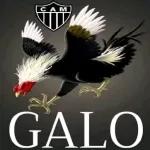 galo