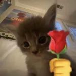 gatos