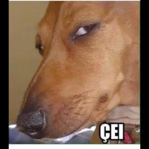 gCBkaG