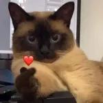 VOCÊ ESQUECEU
DE MIM