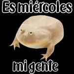 🐸Sapo Feliz Dia 🐸