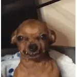 animal