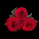 Bom Dia By Laila Elektra