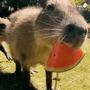0WSV3K