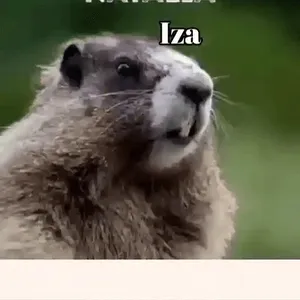 1kQ4iy
