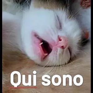 Qui sono - getsticker.com