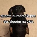 memes 