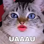 Bạn có thích mèo không?