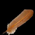 COMIGO TRANSA Figurinhas: Ray_Luis 