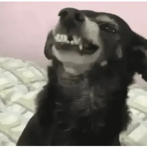 s0UPdz