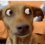 Look at me! I am a human!