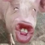 ATENÇÃO LEIA AS REGRAS DO GRUPO