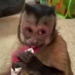 monos xd