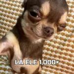 vai se lascar