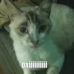 Boa noite