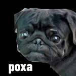 Bumble Pug