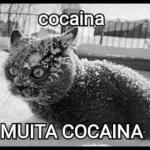 cheira