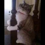 Gatinho triste, mimimi... 