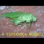 CONTA ESSE BABADO