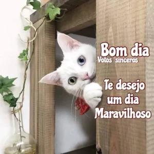 Bom dia Votos sinceros Te desejo um dia Maravilhoso  - getsticker.com