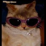 stuff on my cat.com