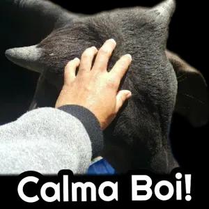 Calma Boi! - getsticker.com