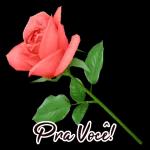 Boa noite