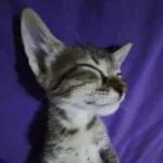The cat is sleeping soundly.