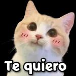 gatitos